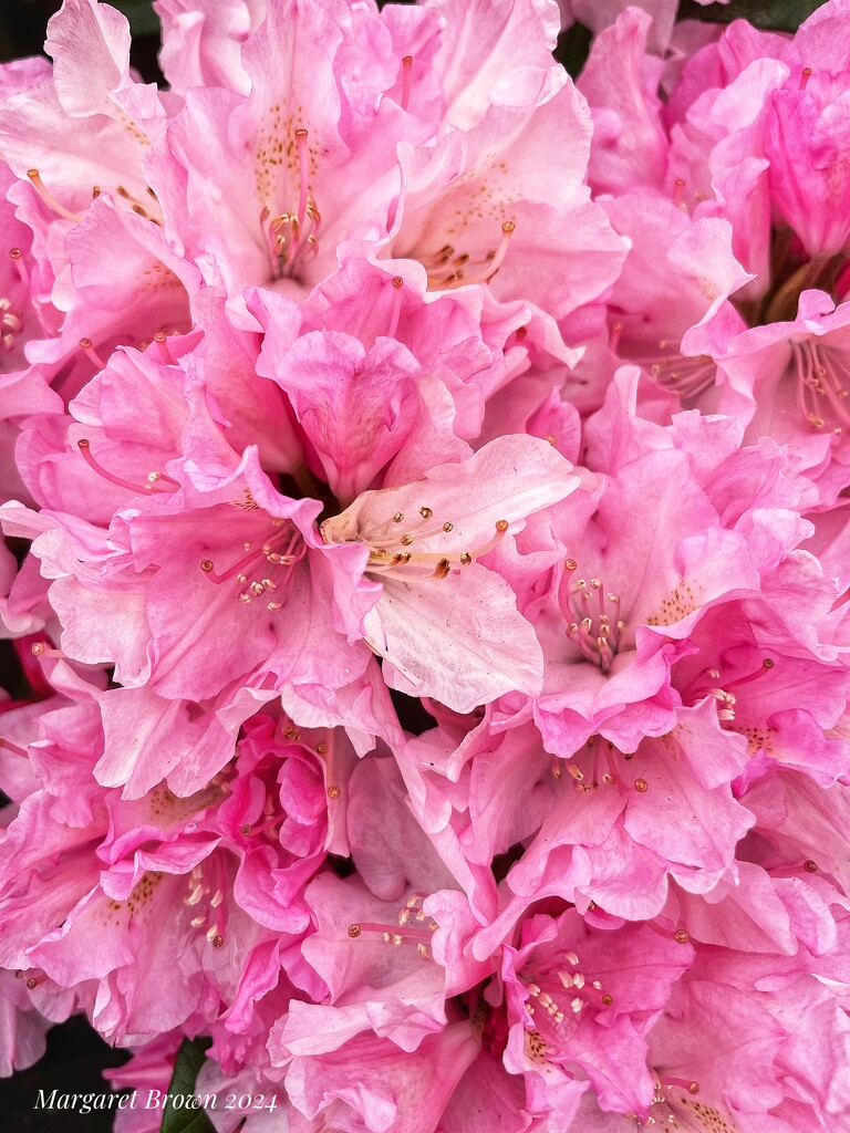 Dwarf Rhododendron  by craftymeg