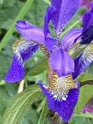 18th May 2024 - Iris Flower