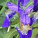 Iris Flower