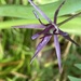 Allium Flower