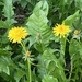 Dandelion Greens