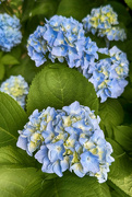 22nd May 2024 - Hydrangea Blooms