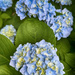 Hydrangea Blooms by k9photo