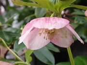 12th Mar 2024 - Hellebore still bloomimg in my garden