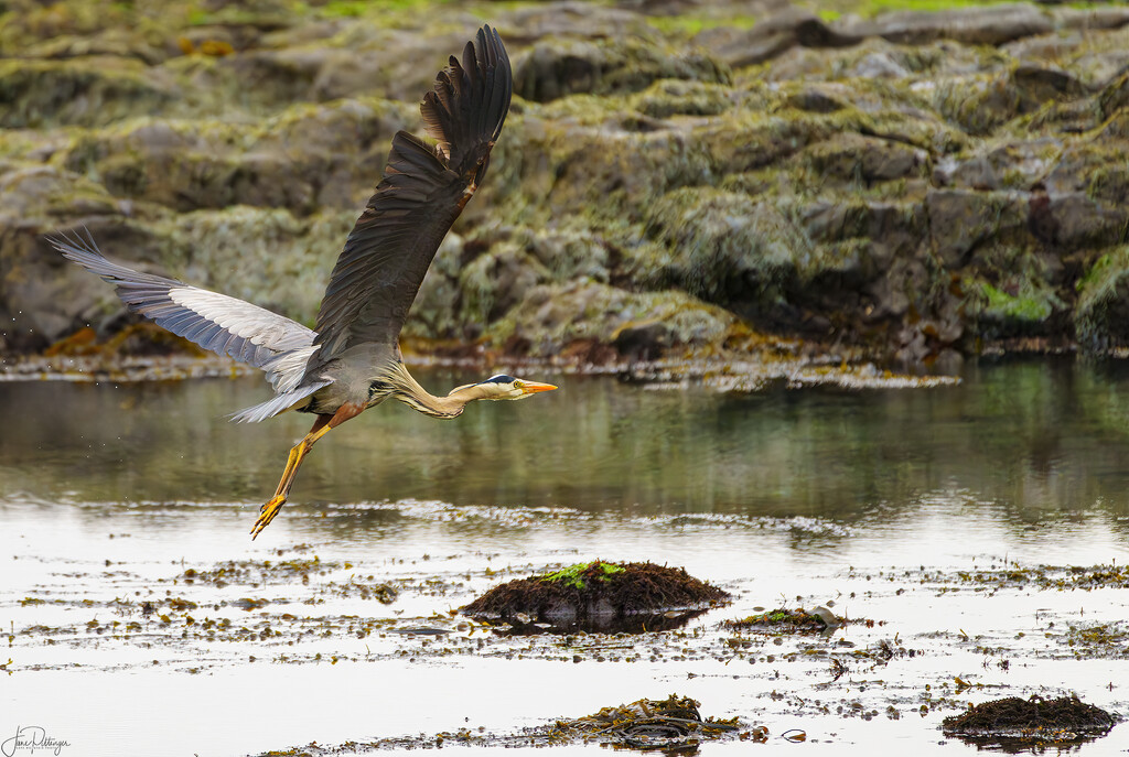 Heron Takes Off at the Beach  by jgpittenger