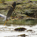 Heron Takes Off at the Beach 