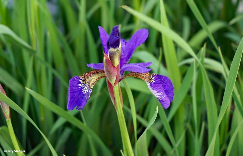 Iris by larrysphotos