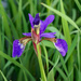 Iris by larrysphotos