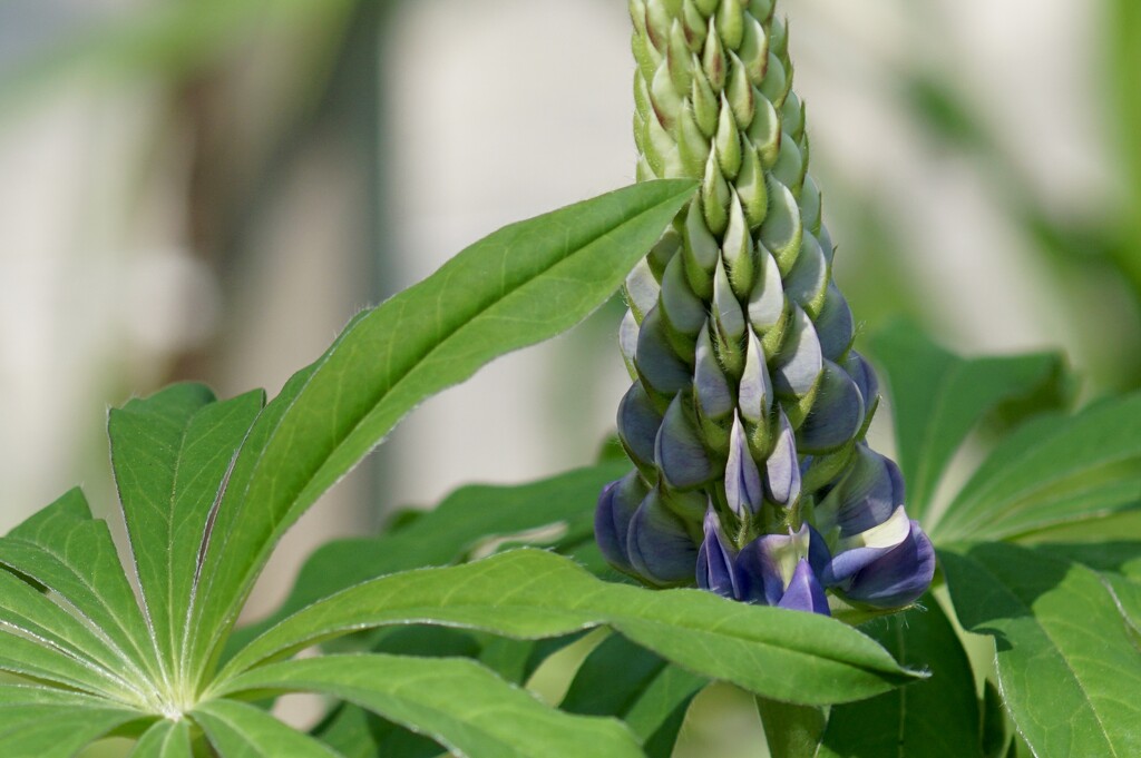lupine close up by amyk