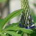 lupine close up