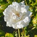 5 20 Full Blown rose by sandlily