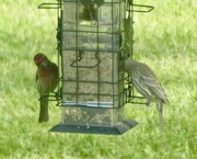 22nd May 2024 - House finches