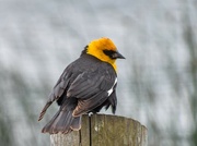 22nd May 2024 - Yellow-Headed Blackbird