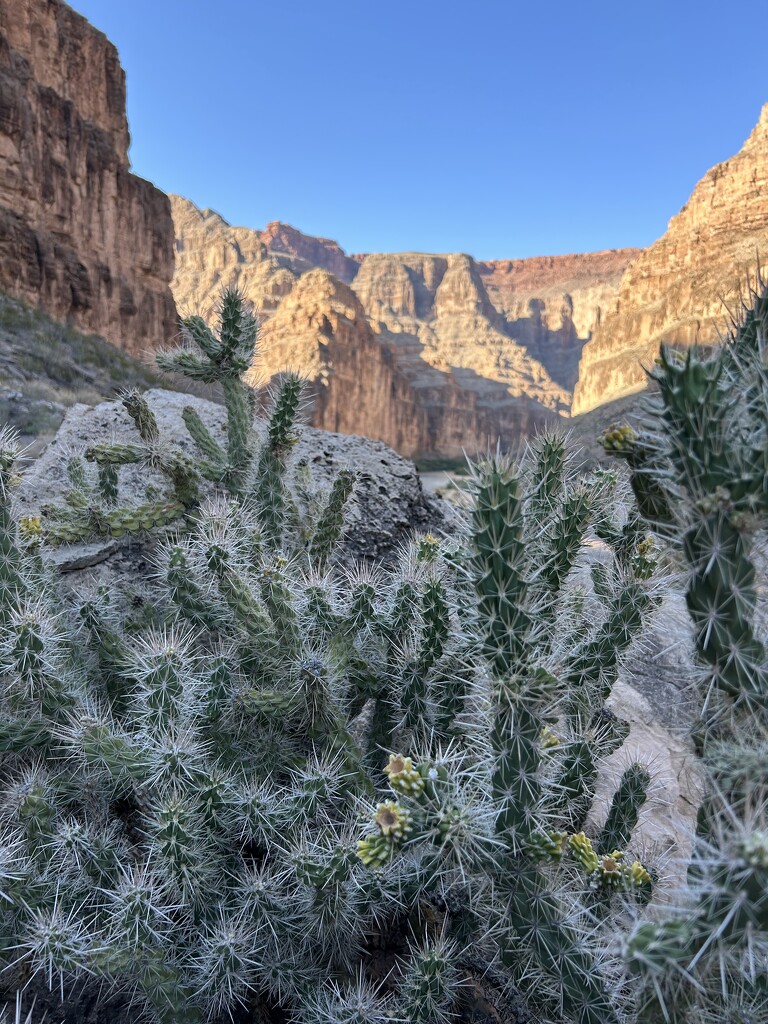 Chollas with Grand Canyon background  by mltrotter