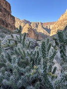 22nd May 2024 - Chollas with Grand Canyon background 