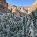 Chollas with Grand Canyon background 