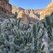 Chollas with Grand Canyon background  by mltrotter