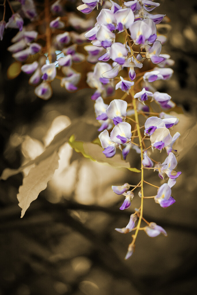 Wisteria by pdulis