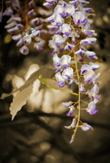 22nd May 2024 - Wisteria
