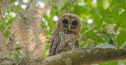 22nd May 2024 - One More Baby Barred Owl!