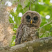 One More Baby Barred Owl!