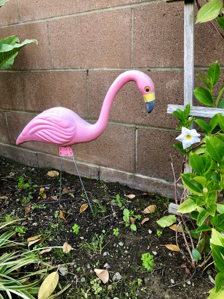 Flamingo by loweygrace