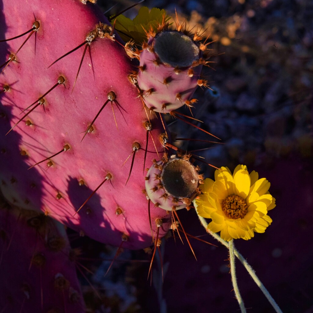 5 21 Prickly Pear with Desert Marigold by sandlily