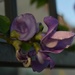 5 21 Vine with purple flowers