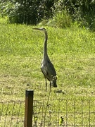 22nd May 2024 - Great Blue Heron