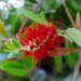 Red Plant by leopuv