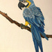Parrot (painting) by stuart46