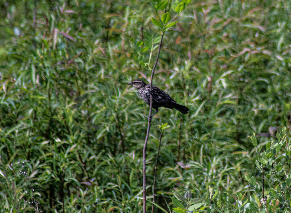 Female red-winged blackbird by darchibald
