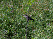 22nd May 2024 - Female red-winged blackbird