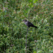 Female red-winged blackbird