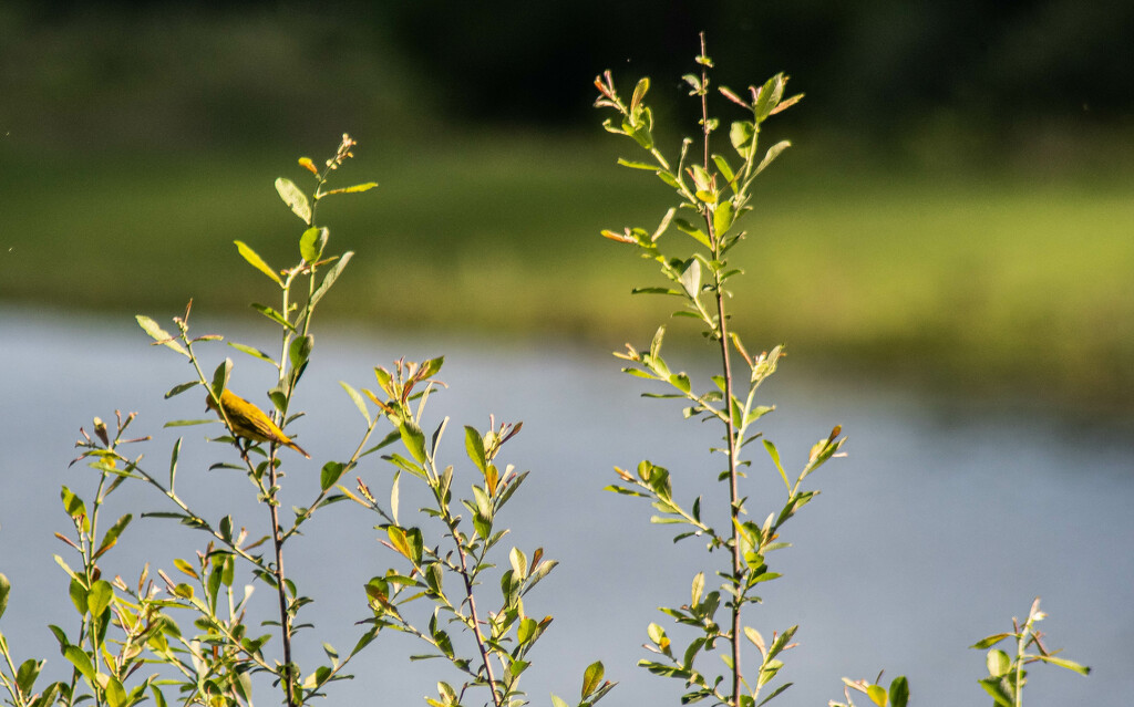 Yellow warbler-2 by darchibald