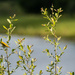 Yellow warbler-2