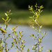 Yellow warbler-2 by darchibald