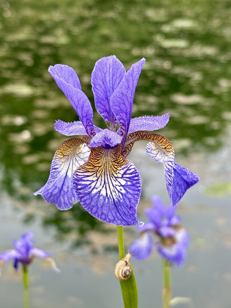 Siberian iris by lizgooster