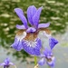 Siberian iris by lizgooster