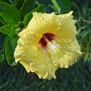 22nd May 2024 - Hibiscus may well have been native to China. There are a few theories. 