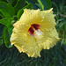 Hibiscus may well have been native to China. There are a few theories.  by johnfalconer