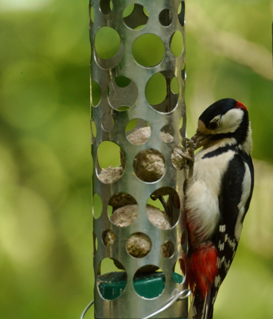 Greater spotted Woodpecker~~~ by ziggy77