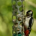 Greater spotted Woodpecker~~~