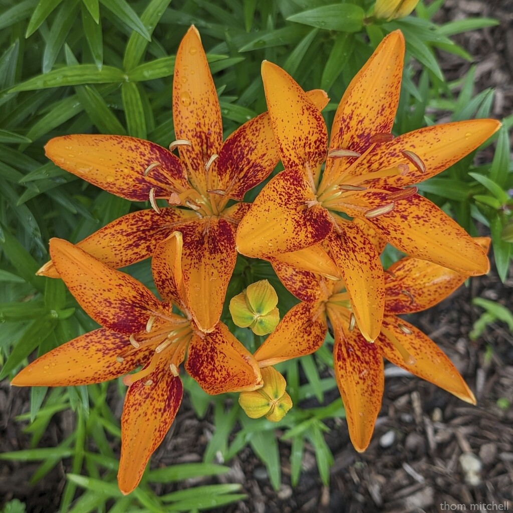 Tiny Orange Sensation® Asiatic Lily by rhoing