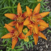 8th May 2024 - Tiny Orange Sensation® Asiatic Lily