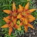 Tiny Orange Sensation® Asiatic Lily