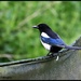Mr Magpie today