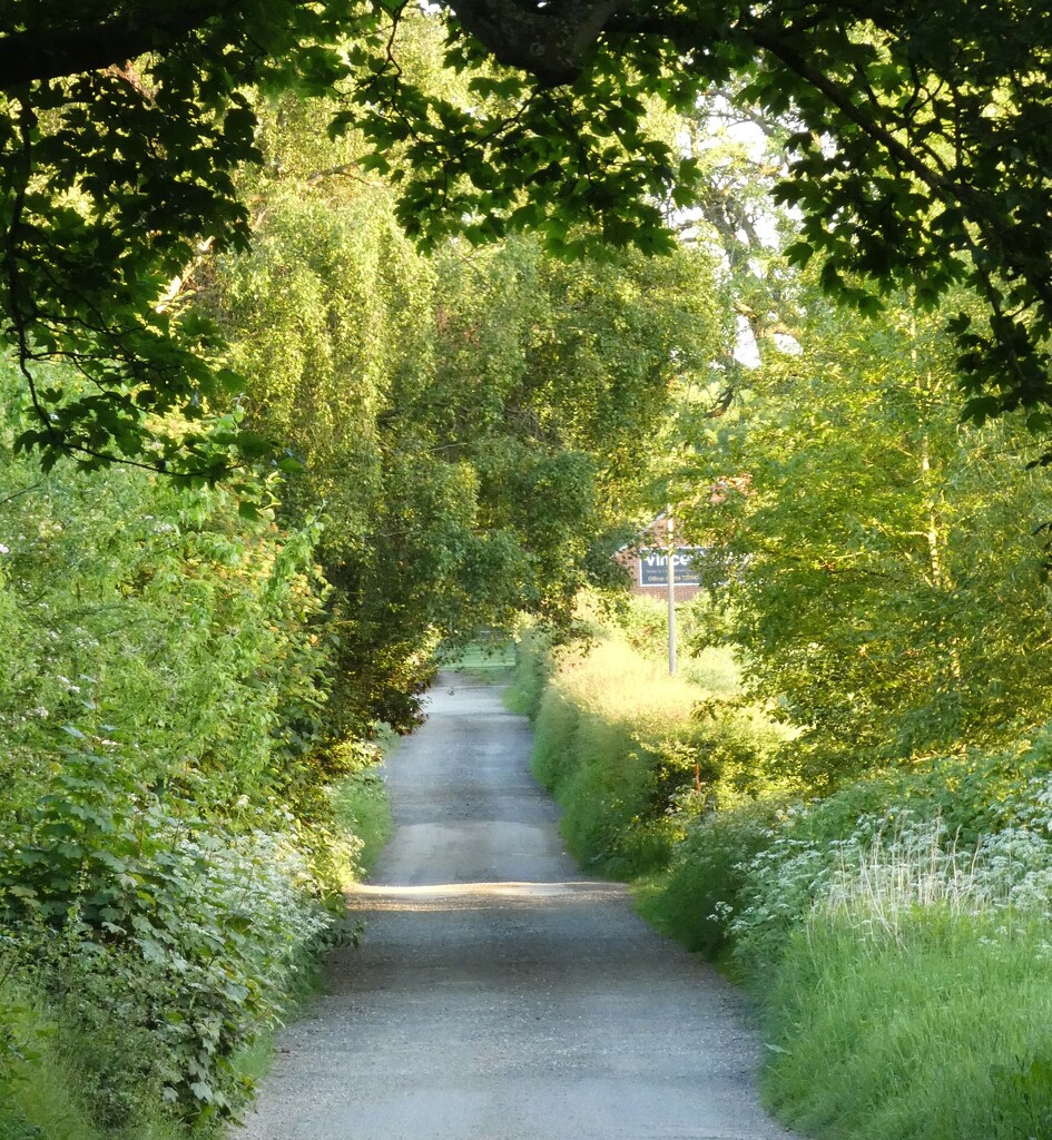 Along the Lane by fishers
