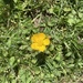 Little Yellow Flower