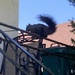 Squirrel Silhouette by spanishliz